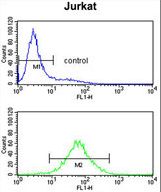 CCR3 Antibody flow cytometry of Jurkat cells (bottom histogram) compared to a negative control cell (top histogram). FITC-conjugated goat-anti-rabbit secondary antibodies were used for the analysis.