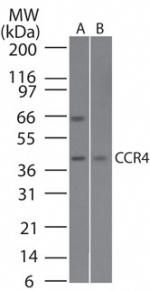 Western blot analysis of CCR4 in A) Daudi and B) NIH 3T3 cell lysate using antibody at 1 ug/ml.