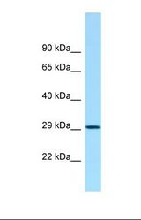 Western blot of Human U937. HCBP1 antibody dilution 1.0 ug/ml.