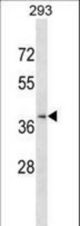 CCRL2 Antibody western blot of 293 cell line lysates (35 ug/lane). The CCRL2 antibody detected the CCRL2 protein (arrow).