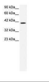 Daudi Cell Lysate