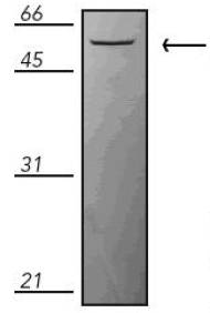 Western blot of human Jurkat cell lysate.