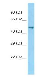 CCT Beta / CCT2 antibody Western Blot of Mouse WT brain.