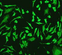Immunofluorescent staining of HeLa cells using anti-TCP1 beta antibody (LS-C105760).