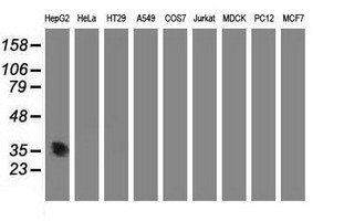 Western blot of extracts (35 ug) from 9 different cell lines by using anti-ACY3 monoclonal antibody (HepG2: human; HeLa: human; SVT2: mouse; A549: human; COS7: monkey; Jurkat: human; MDCK: canine; PC12: rat; MCF7: human).