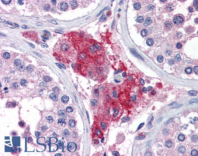 Anti-ACYP1 antibody IHC of human testis. Immunohistochemistry of formalin-fixed, paraffin-embedded tissue after heat-induced antigen retrieval. Antibody LS-B2765 concentration 75 ug/ml.