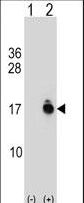 Western blot of ACYP1 (arrow) using rabbit polyclonal ACYP1 Antibody. 293 cell lysates (2 ug/lane) either nontransfected (Lane 1) or transiently transfected (Lane 2) with the ACYP1 gene.