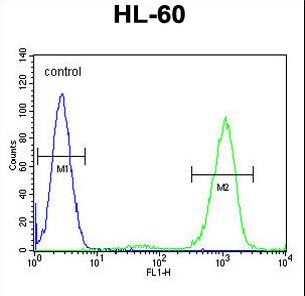 ADA Antibody flow cytometry of HL-60 cells (right histogram) compared to a negative control cell (left histogram). FITC-conjugated goat-anti-rabbit secondary antibodies were used for the analysis.