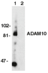 Western blot of ADAM10 in Jurkat whole cell lysate in the absence (1) or presence (2) of blocking peptide (Catalog no. 2051P) with ADAM10 antibody at 1 mg/ml.