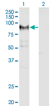 Western Blot analysis of ADAM12 expression in transfected 293T cell line by ADAM12 monoclonal antibody (M01), clone 1G3.Lane 1: ADAM12 transfected lysate (Predicted MW: 80.4 KDa).Lane 2: Non-transfected lysate.