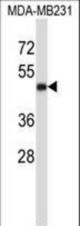 CD1A Antibody western blot of MDA-MB231 cell line lysates (35 ug/lane). The CD1A antibody detected the CD1A protein (arrow).