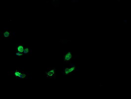 Anti-CD1C mouse monoclonal antibody immunofluorescent staining of COS7 cells transiently transfected by pCMV6-ENTRY CD1C.