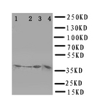 WB of CD1D antibody. Lane 1: COLO320 Cell Lysate. Lane 2: HELA Cell Lysate. Lane 3: HT1080 Cell Lysate. Lane 4: JURKAT Cell Lysate.
