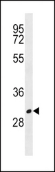 MS4A1 Antibody western blot of HL-60 cell line lysates (35 ug/lane). The MS4A1 antibody detected the MS4A1 protein (arrow).