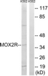 Western blot of extracts from K562 cells, using MOX2R Antibody. The lane on the right is treated with the synthesized peptide.