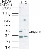 Western blot of langerin in mouse lung tissue lysate using 2 ug/ml of antibody. Lane 1, Without blocking peptide; Lane 2, With blocking peptide.
