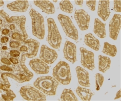 Immunohistochemistry of DC-SIGN in human small intestine tissue with DC-SIGN antibody at 10 µg/ml.