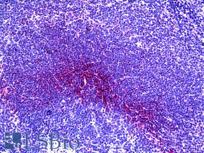Anti-ABCA7 antibody IHC of mouse lymph node. Immunohistochemistry of formalin-fixed, paraffin-embedded tissue after heat-induced antigen retrieval. Antibody LS-B5766 concentration 10 ug/ml.