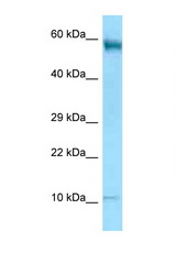 CD24 antibody LS-C146539 Western blot of HT1080 Cell lysate. Antibody concentration 1 ug/ml.