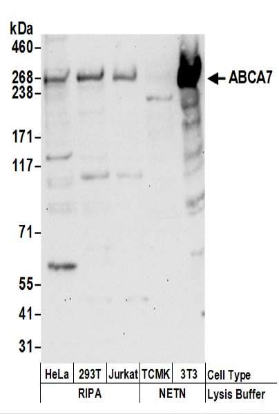 Detection of Human and Mouse ABCA7 by Western Blot. Samples: Whole cell lysate (50 ug) prepared using NETN and RIPA buffer from HeLa, 293T, Jurkat, mouse TCMK-1, and mouse NIH3T3 cells. Antibodies: Affinity purified rabbit anti-ABCA7 antibody used for WB at 1 ug/ml. Detection: Chemiluminescence with an exposure time of 30 seconds.