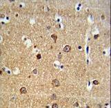 ADAM19 Antibody IHC of formalin-fixed and paraffin-embedded brain tissue followed by peroxidase-conjugated secondary antibody and DAB staining.