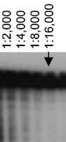 Detection of ABCA7 using LS-C2754 at various dilutions in ABCA7 transfected HeLa cell lysates.
