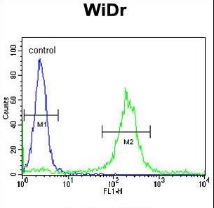 ADAM19 Antibody flow cytometry of WiDr cells (right histogram) compared to a negative control cell (left histogram). FITC-conjugated goat-anti-rabbit secondary antibodies were used for the analysis.