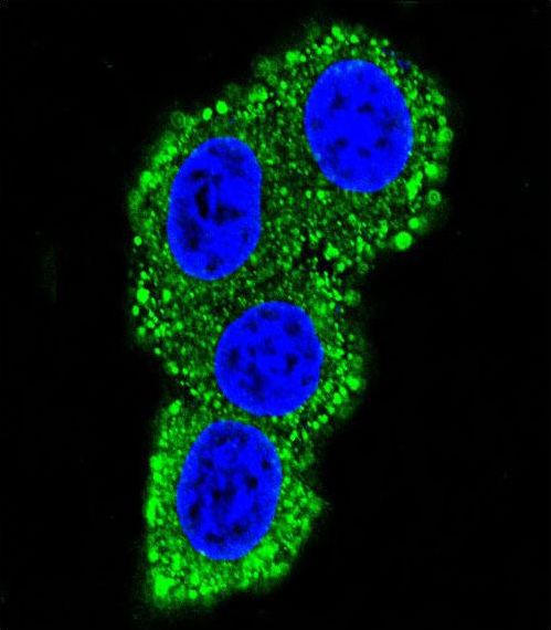 Confocal immunofluorescent of CD28 Antibody with HeLa cell followed by Alexa Fluor 489-conjugated goat anti-rabbit lgG (green). DAPI was used to stain the cell nuclear (blue).