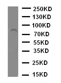 WB of ADAM2 / Fertilin Beta antibody. WB: SMMC Cell Lysate.