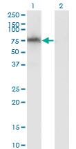 Western blot of ADAM2 expression in transfected 293T cell line by ADAM2 monoclonal antibody (M02), clone 1B8.