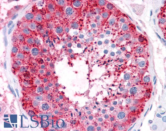 Anti-ADAM20 antibody LS-A8800 IHC of human testis. Immunohistochemistry of formalin-fixed, paraffin-embedded tissue after heat-induced antigen retrieval.