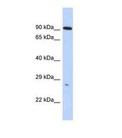 Western blot of Human HepG2. ADAM23 antibody dilution 1.0 ug/ml.