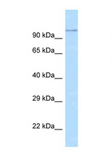 ADAM29 antibody LS-C146336 Western blot of Mouse Thymus lysate. Antibody concentration 1 ug/ml.