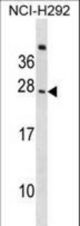 CD300C Antibody western blot of NCI-H292 cell line lysates (35 ug/lane). The CD300C antibody detected the CD300C protein (arrow).