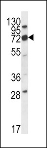IGSF8 Antibody western blot of mouse cerebellum tissue lysates (35 ug/lane). The IGSF8 antibody detected the IGSF8 protein (arrow).