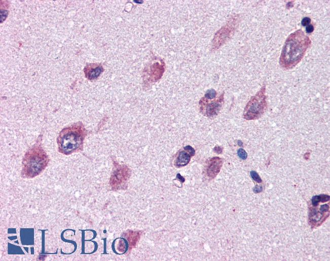 Anti-IGSF8 antibody LS-A9934 IHC of human brain, cortex. Immunohistochemistry of formalin-fixed, paraffin-embedded tissue after heat-induced antigen retrieval.