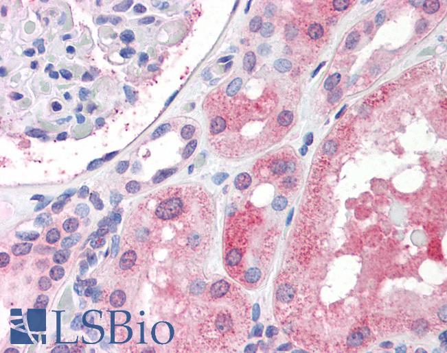 Anti-IGSF8 antibody LS-A9272 IHC of human kidney. Immunohistochemistry of formalin-fixed, paraffin-embedded tissue after heat-induced antigen retrieval.