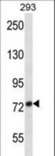 ADAM32 Antibody western blot of 293 cell line lysates (35 ug/lane). The ADAM32 antibody detected the ADAM32 protein (arrow).