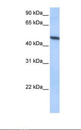 Hela cell lysate. Antibody concentration: 0.5 ug/ml. Gel concentration: 12%.