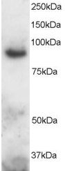Staining (2 ug/ml) of Human Brain lysate (RIPA buffer, 30 ug total protein per lane). Primary incubated for 1 hour. Detected by chemiluminescence.