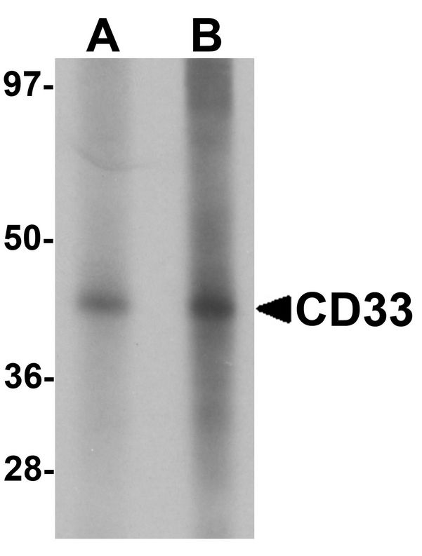 Western blot analysis of CD33 in 3T3 cell lysate with CD33 antibody at (A) 1 and (B) 2 ug/ml.