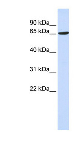 ADAM9 antibody LS-C102223 Western blot of 293T cell lysate.