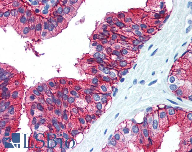 Anti-CD38 antibody LS-A9696 IHC of human prostate. Immunohistochemistry of formalin-fixed, paraffin-embedded tissue after heat-induced antigen retrieval.