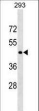 CD40 Antibody western blot of 293 cell line lysates (35 ug/lane). The CD40 antibody detected the CD40 protein (arrow).