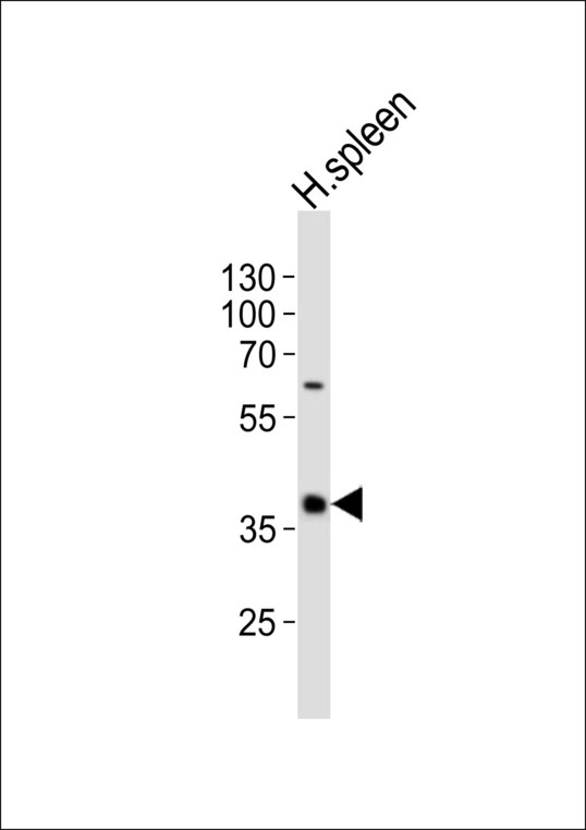 Western blot of lysate from human spleen tissue lysate, using CD40 Antibody. Antibody was diluted at 1:1000. A goat anti-rabbit IgG H&L (HRP) at 1:10000 dilution was used as the secondary antibody. Lysate at 20ug.