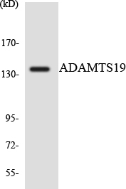 Western blot of the lysates from RAW264.7cells using ADAMTS19 antibody.