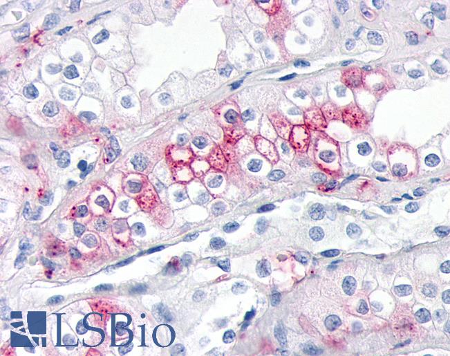 Anti-ADAMTS4 antibody IHC of human kidney. Immunohistochemistry of formalin-fixed, paraffin-embedded tissue after heat-induced antigen retrieval.