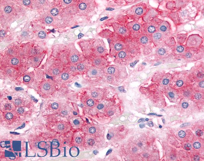 Anti-ABCB1 / MDR1 antibody LS-A9403 IHC of human adrenal, cortex. Immunohistochemistry of formalin-fixed, paraffin-embedded tissue after heat-induced antigen retrieval.
