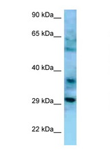 CD47 antibody LS-C146371 Western blot of HepG2 Cell lysate. Antibody concentration 1 ug/ml.