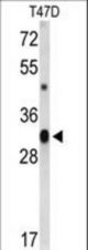 Western blot of CD47 Antibody in T47D cell line lysates (35 ug/lane). CD47 (arrow) was detected using the purified antibody.